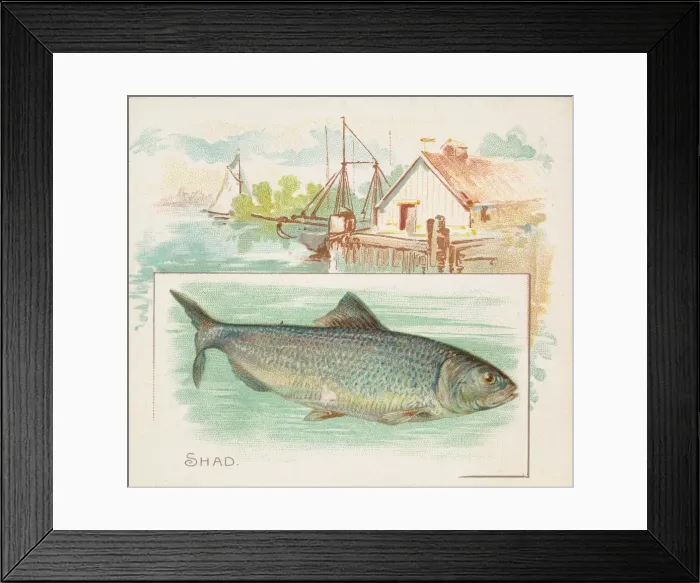 Framed Print : Shad, from Fish from American Waters series (N39) for Allen & Ginter Cigarettes, 1889 Framed Print : Shad, from Fish from American Waters series (N39) for Allen & Ginter Cigarettes, 1889