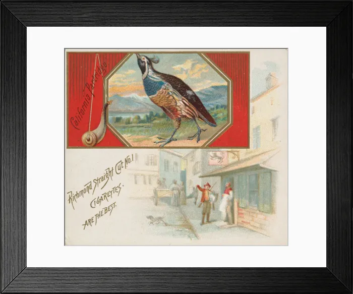 Framed Print : California Partridge, from the Game Birds series (N40) for Allen & Ginter Cigarettes Framed Print : California Partridge, from the Game Birds series (N40) for Allen & Ginter Cigarettes