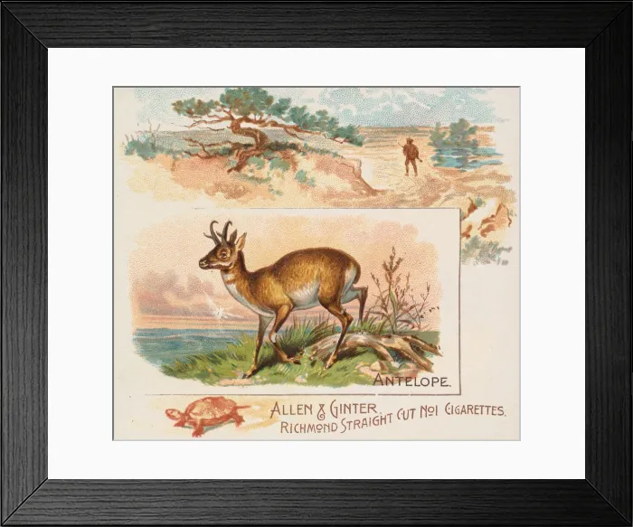 Framed Print : Antelope, from Quadrupeds series (N41) for Allen & Ginter Cigarettes, 1890 Framed Print : Antelope, from Quadrupeds series (N41) for Allen & Ginter Cigarettes, 1890