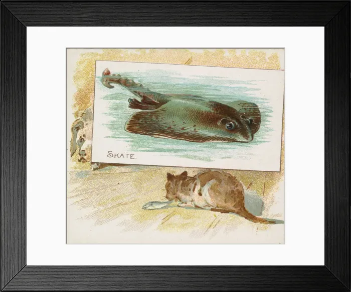 Framed Print : Skate, from Fish from American Waters series (N39) for Allen & Ginter Cigarettes Framed Print : Skate, from Fish from American Waters series (N39) for Allen & Ginter Cigarettes