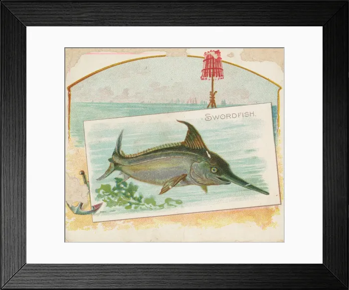 Framed Print : Swordfish, from Fish from American Waters series (N39) for Allen & Ginter Cigarettes Framed Print : Swordfish, from Fish from American Waters series (N39) for Allen & Ginter Cigarettes
