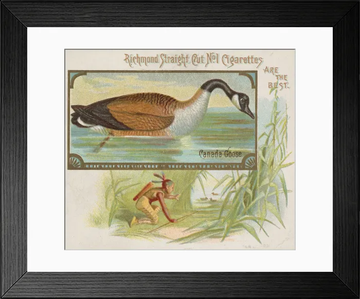 Framed Print : Canada Goose, from the Game Birds series (N40) for Allen & Ginter Cigarettes, 1888-90 Framed Print : Canada Goose, from the Game Birds series (N40) for Allen & Ginter Cigarettes, 1888-90