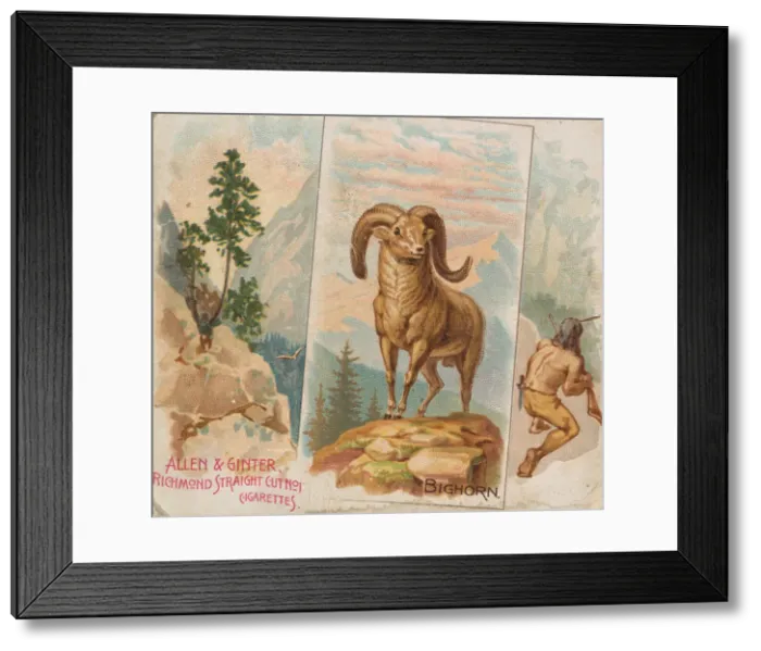 Framed Print : Bighorn, from Quadrupeds series (N41) for Allen & Ginter Cigarettes, 1890 Framed Print : Bighorn, from Quadrupeds series (N41) for Allen & Ginter Cigarettes, 1890