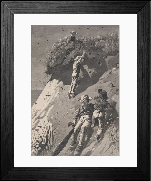 Framed Print : Raid on a Sand-swallow Colony - How Many Eggs?'(Harpers Weekly, Vol Framed Print : Raid on a Sand-swallow Colony - How Many Eggs?'(Harpers Weekly, Vol