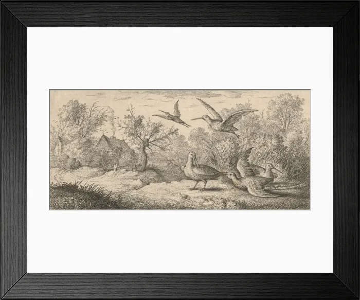 Framed Print : Rusticula, Beccasse (The Woodcock): Livre d Oyseaux (Book of Birds), 1655-1660 Framed Print : Rusticula, Beccasse (The Woodcock): Livre d Oyseaux (Book of Birds), 1655-1660