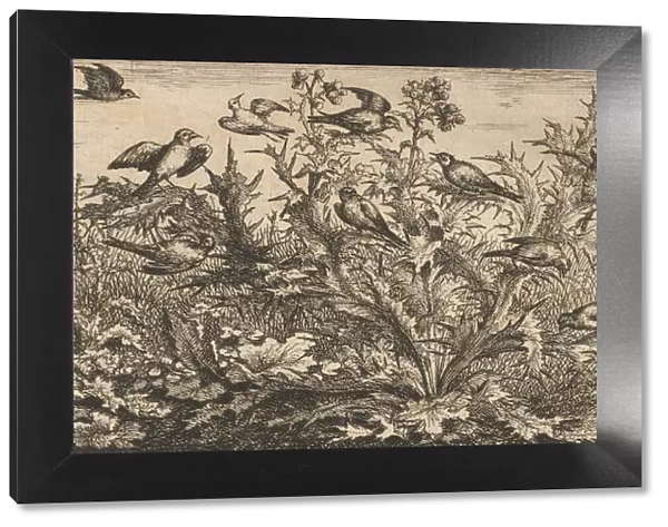 Carduelis, Chardonnet (The Goldfinch): Livre d Oyseaux (Book of Birds), 1655-1660