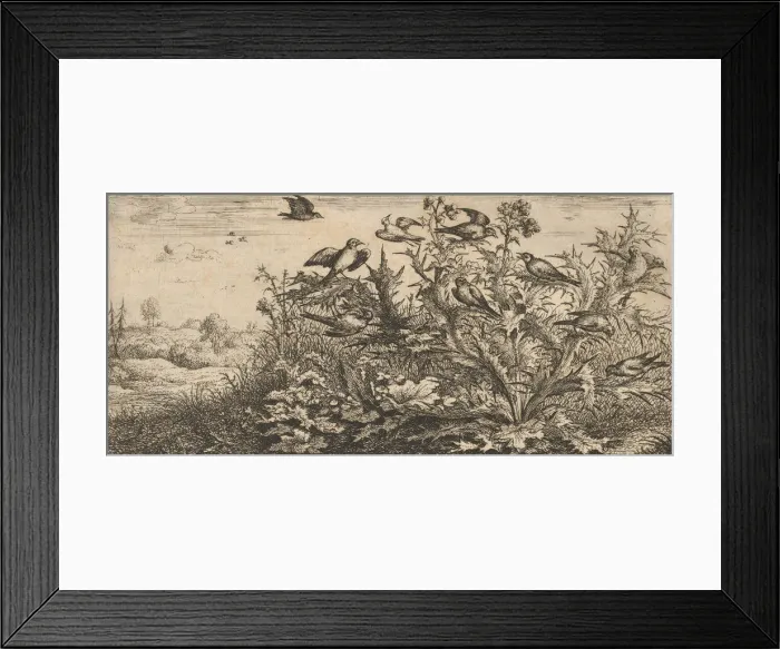 Framed Print : Carduelis, Chardonnet (The Goldfinch): Livre d Oyseaux (Book of Birds), 1655-1660 Framed Print : Carduelis, Chardonnet (The Goldfinch): Livre d Oyseaux (Book of Birds), 1655-1660