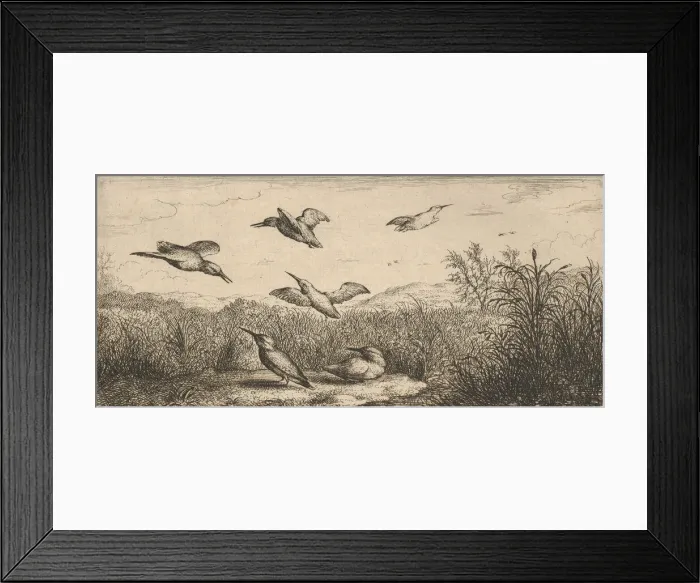 Framed Print : Alcedo, Martin-pescheur (The Kingfisher): Livre d Oyseaux (Book of Birds), 1655-1660 Framed Print : Alcedo, Martin-pescheur (The Kingfisher): Livre d Oyseaux (Book of Birds), 1655-1660