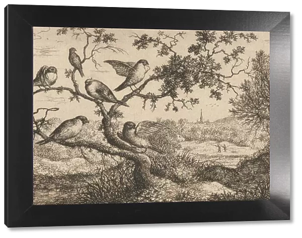 Ficedula, Piuoyne (The Bullfinch): Livre d Oyseaux (Book of Birds), 1655-1660