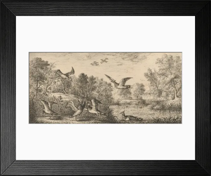 Framed Print : Vanellus, Vanneau (The Lapwing): Livre d Oyseaux (Book of Birds), 1655-1660 Framed Print : Vanellus, Vanneau (The Lapwing): Livre d Oyseaux (Book of Birds), 1655-1660