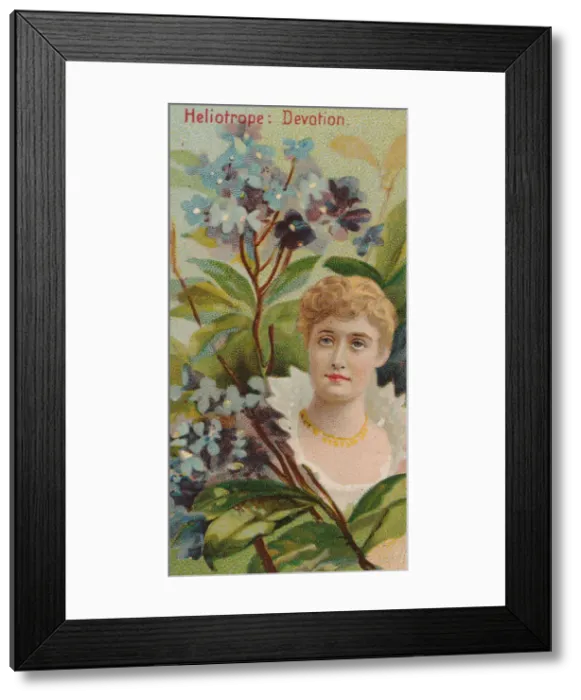 Framed Print : Heliotrope: Devotion, from the series Floral Beauties and Language of Flowers (N75 Framed Print : Heliotrope: Devotion, from the series Floral Beauties and Language of Flowers (N75