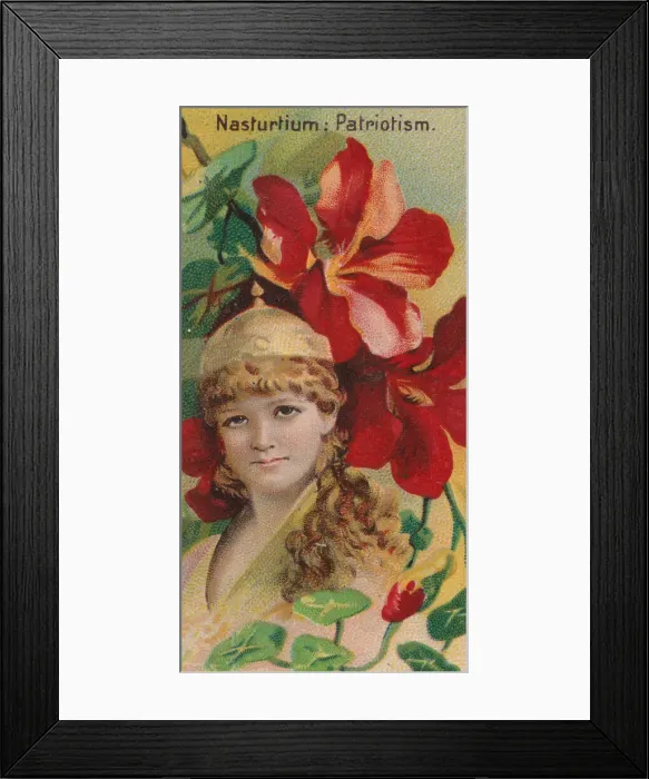 Framed Print : Nasturtium: Patriotism, from the series Floral Beauties and Language of Flowers (N75