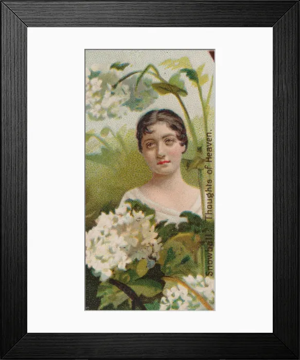 Framed Print : Snowball: Thoughts of Heaven, from the series Floral Beauties and Language of Flowers Framed Print : Snowball: Thoughts of Heaven, from the series Floral Beauties and Language of Flowers