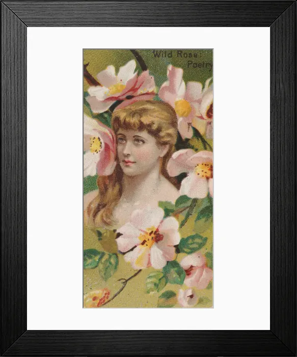Framed Print : Wild Rose: Poetry, from the series Floral Beauties and Language of Flowers (N75 Framed Print : Wild Rose: Poetry, from the series Floral Beauties and Language of Flowers (N75