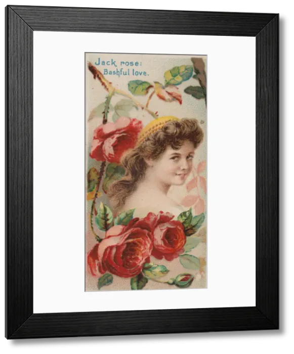 Framed Print : Jack Rose: Bashful Love, from the series Floral Beauties and Language of Flowers (N75 Framed Print : Jack Rose: Bashful Love, from the series Floral Beauties and Language of Flowers (N75