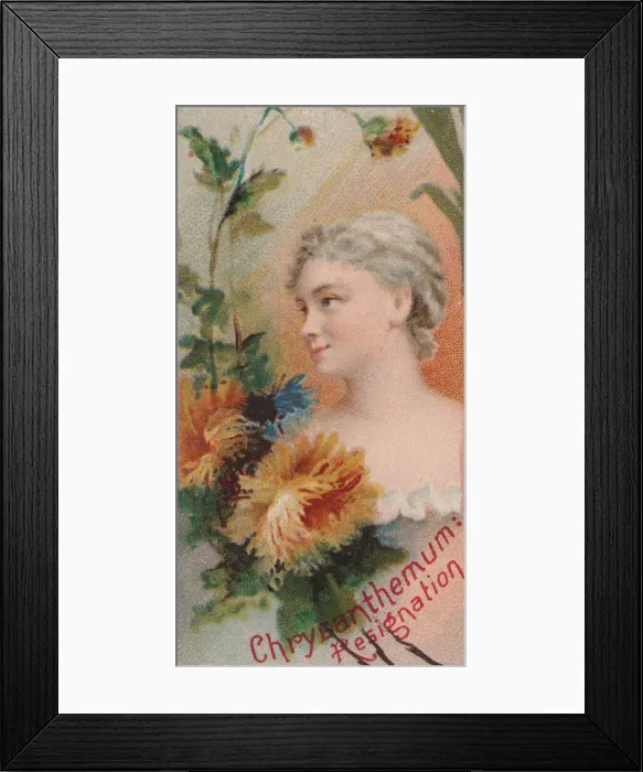 Framed Print : Chrysanthemum: Resignation, from the series Floral Beauties and Language of Flowers (N75 Framed Print : Chrysanthemum: Resignation, from the series Floral Beauties and Language of Flowers (N75