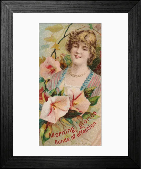 Framed Print : Morning Glories: Bonds of Affection, from the series Floral Beauties Framed Print : Morning Glories: Bonds of Affection, from the series Floral Beauties
