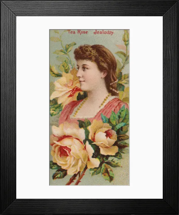 Framed Print : Tea Rose: Jealousy, from the series Floral Beauties and Language of Flowers (N75 Framed Print : Tea Rose: Jealousy, from the series Floral Beauties and Language of Flowers (N75