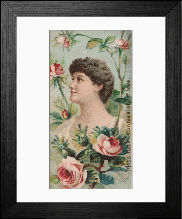 Framed Print : Moss Rose: Confession of Love, from the series Floral Beauties and Language of Flowers Framed Print : Moss Rose: Confession of Love, from the series Floral Beauties and Language of Flowers