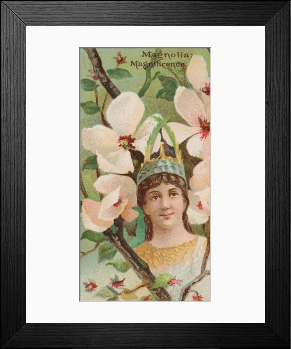 Framed Print : Magnolia: Magnificence, from the series Floral Beauties and Language of Flowers (N75 Framed Print : Magnolia: Magnificence, from the series Floral Beauties and Language of Flowers (N75