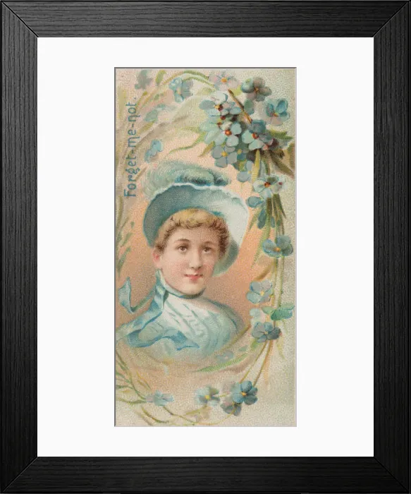 Framed Print : Forget-Me-Not, from the series Floral Beauties and Language of Flowers (N75 Framed Print : Forget-Me-Not, from the series Floral Beauties and Language of Flowers (N75