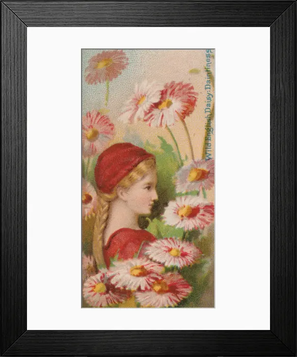 Framed Print : Wild English Daisy: Daintiness, from the series Floral Beauties and Language of Flowers Framed Print : Wild English Daisy: Daintiness, from the series Floral Beauties and Language of Flowers