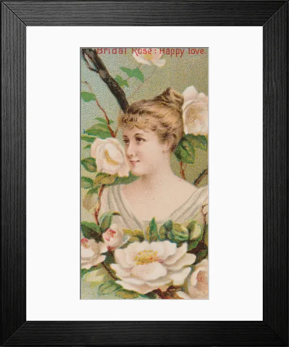 Framed Print : Bridal Rose: Happy Love, from the series Floral Beauties and Language of Flowers (N75 Framed Print : Bridal Rose: Happy Love, from the series Floral Beauties and Language of Flowers (N75