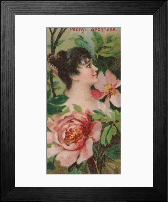 Framed Print : Peony: Archness, from the series Floral Beauties and Language of Flowers (N75 Framed Print : Peony: Archness, from the series Floral Beauties and Language of Flowers (N75