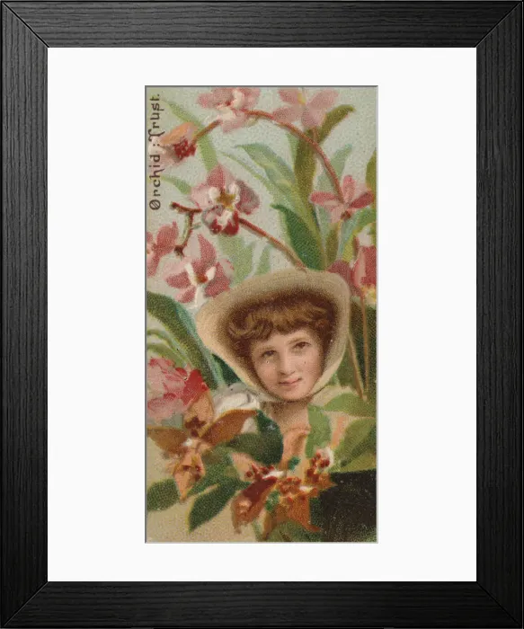 Framed Print : Orchid: Trust, from the series Floral Beauties and Language of Flowers (N75 Framed Print : Orchid: Trust, from the series Floral Beauties and Language of Flowers (N75