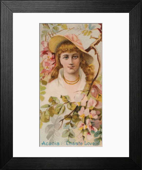 Framed Print : Acacia: Chaste Love, from the series Floral Beauties and Language of Flowers (N75 Framed Print : Acacia: Chaste Love, from the series Floral Beauties and Language of Flowers (N75