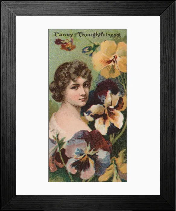 Framed Print : Pansy: Thoughtfulness, from the series Floral Beauties and Language of Flowers (N75 Framed Print : Pansy: Thoughtfulness, from the series Floral Beauties and Language of Flowers (N75