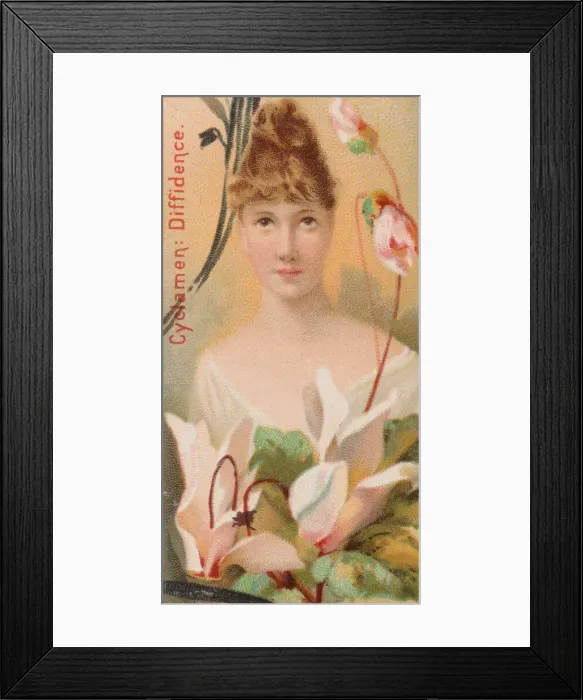 Framed Print : Cyclamen: Diffidence, from the series Floral Beauties and Language of Flowers (N75 Framed Print : Cyclamen: Diffidence, from the series Floral Beauties and Language of Flowers (N75