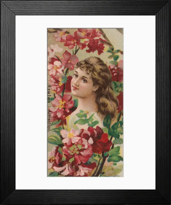 Framed Print : Azalea: Attraction, from the series Floral Beauties and Language of Flowers (N75 Framed Print : Azalea: Attraction, from the series Floral Beauties and Language of Flowers (N75