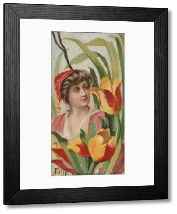 Framed Print : Tulip: A Declaration of Love, from the series Floral Beauties and Language of Flowers Framed Print : Tulip: A Declaration of Love, from the series Floral Beauties and Language of Flowers
