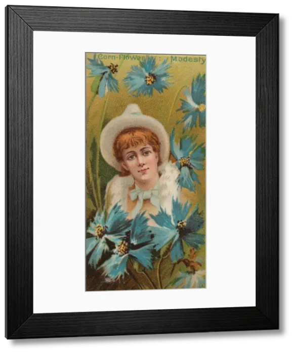 Framed Print : Cornflower: Modesty, from the series Floral Beauties and Language of Flowers (N75 Framed Print : Cornflower: Modesty, from the series Floral Beauties and Language of Flowers (N75