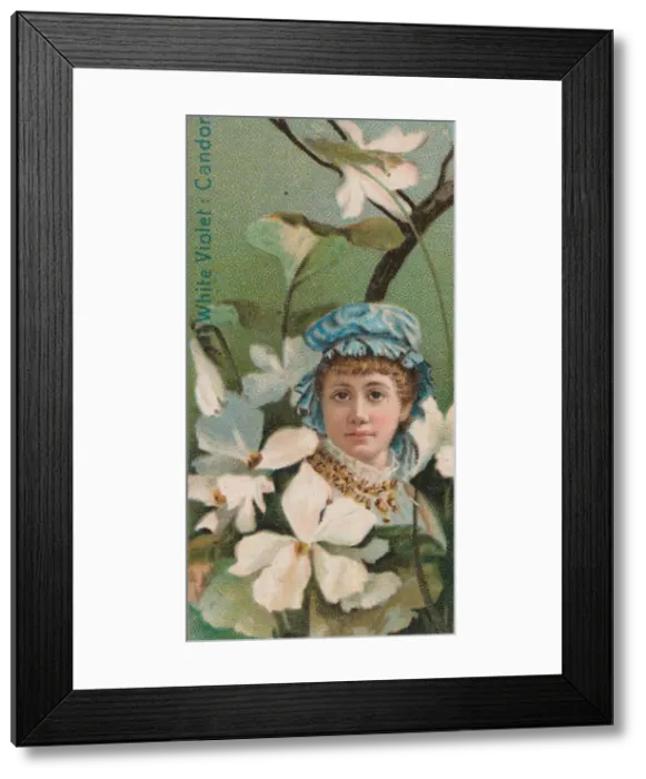 Framed Print : White Violet: Candor, from the series Floral Beauties and Language of Flowers (N75 Framed Print : White Violet: Candor, from the series Floral Beauties and Language of Flowers (N75