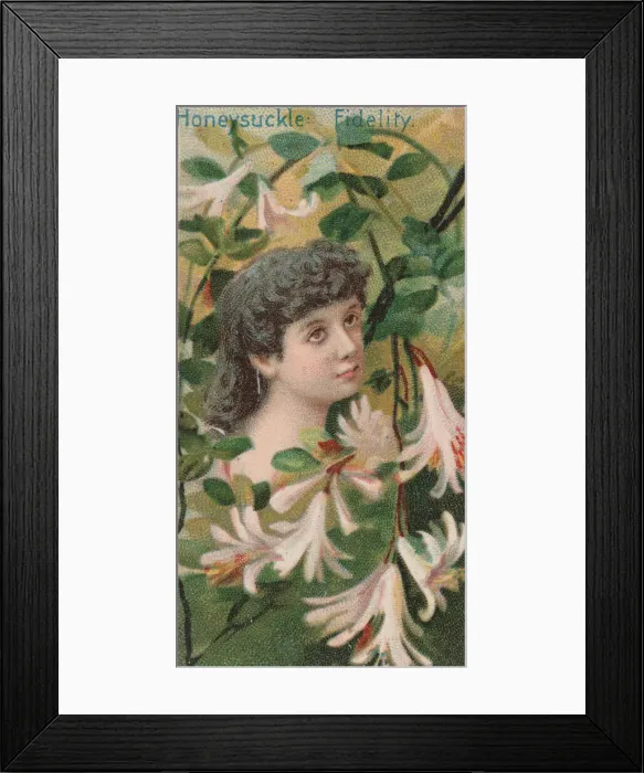 Framed Print : Honeysuckle: Fidelity, from the series Floral Beauties and Language of Flowers (N75 Framed Print : Honeysuckle: Fidelity, from the series Floral Beauties and Language of Flowers (N75