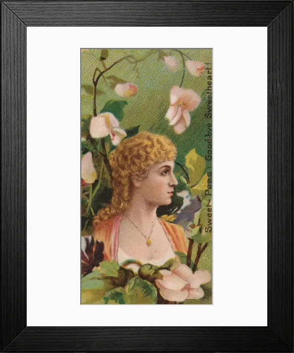 Framed Print : Sweet-Peas: Goodbye Sweetheart!, from the series Floral Beauties and Language of Flowers Framed Print : Sweet-Peas: Goodbye Sweetheart!, from the series Floral Beauties and Language of Flowers