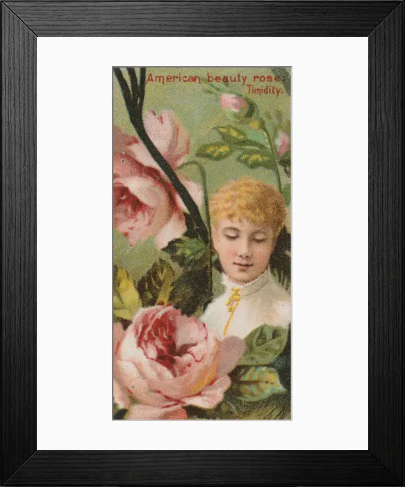 Framed Print : American Beauty Rose: Timidity, from the series Floral Beauties and Language of Flowers Framed Print : American Beauty Rose: Timidity, from the series Floral Beauties and Language of Flowers