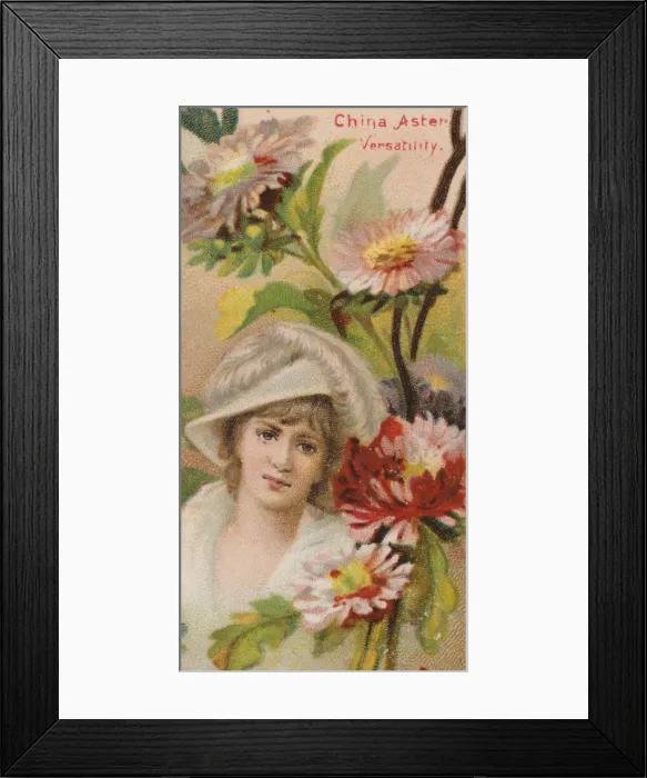 Framed Print : China Aster: Versatility, from the series Floral Beauties and Language of Flowers (N75