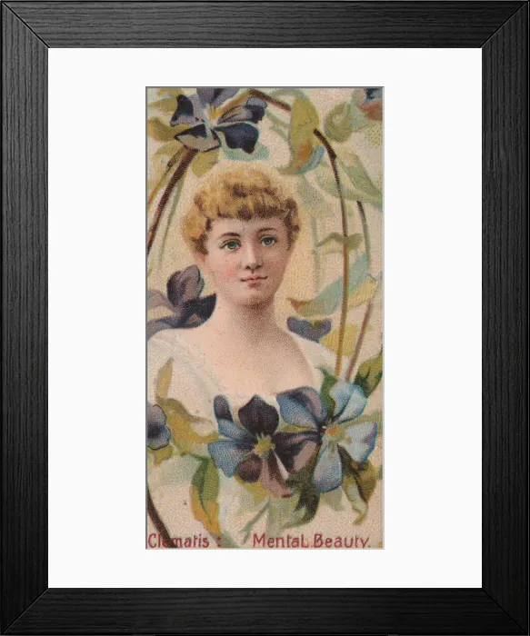 Framed Print : Clematis: Mental Beauty, from the series Floral Beauties and Language of Flowers (N75 Framed Print : Clematis: Mental Beauty, from the series Floral Beauties and Language of Flowers (N75