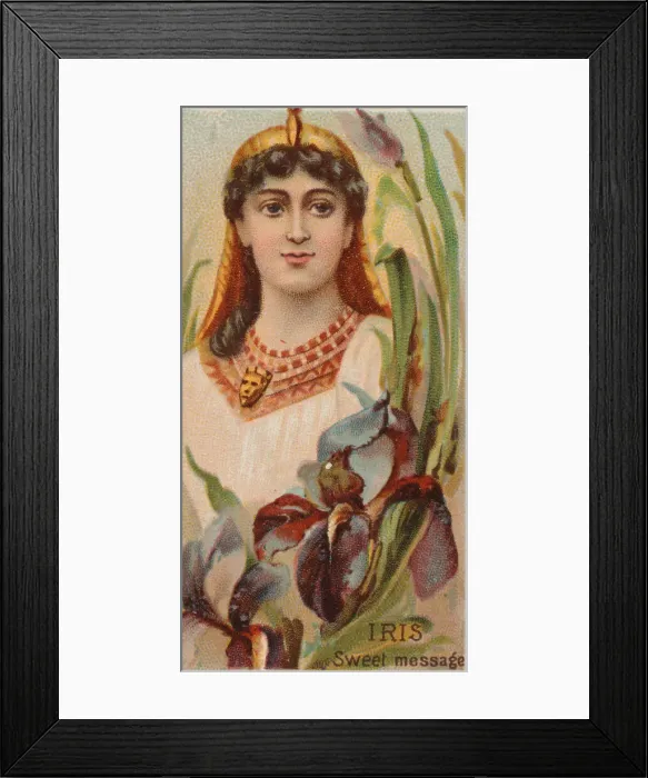 Framed Print : Iris: Sweet Message, from the series Floral Beauties and Language of Flowers (N75 Framed Print : Iris: Sweet Message, from the series Floral Beauties and Language of Flowers (N75