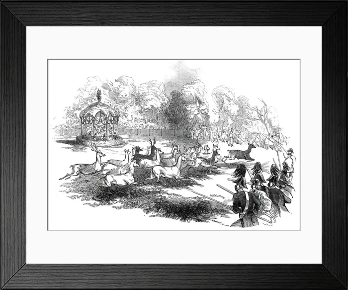 Framed Print : The Deer Shooting at Gotha - deer breaking through the chasseurs and keepers, 1845 Framed Print : The Deer Shooting at Gotha - deer breaking through the chasseurs and keepers, 1845