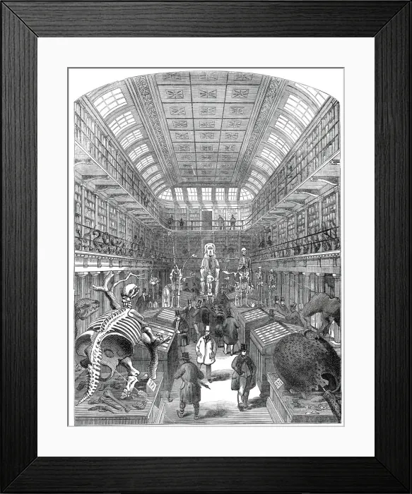 Framed Print : The Hunterian Museum, at the Royal College of Surgeons, 1845. Creator: Unknown Framed Print : The Hunterian Museum, at the Royal College of Surgeons, 1845. Creator: Unknown