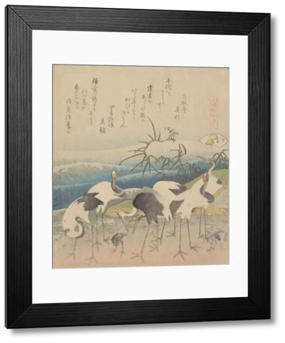 Framed Print : Ashi Clam, from the series Genroku Kasen Kai-awase, 1821. Creator: Hokusai Framed Print : Ashi Clam, from the series Genroku Kasen Kai-awase, 1821. Creator: Hokusai