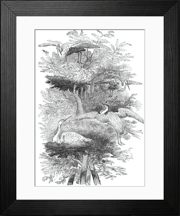 Framed Print : Heronry in Cobham Park, 1844. Creator: Unknown Framed Print : Heronry in Cobham Park, 1844. Creator: Unknown