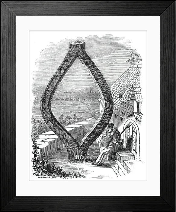 Framed Print : Curious Oak at Baden-Baden, 1844. Creator: Unknown Framed Print : Curious Oak at Baden-Baden, 1844. Creator: Unknown