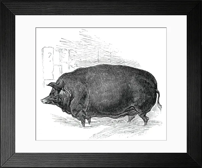 Framed Print : Mr. W. F. Hobbes improved Essex boar, 1844. Creator: Unknown Framed Print : Mr. W. F. Hobbes improved Essex boar, 1844. Creator: Unknown