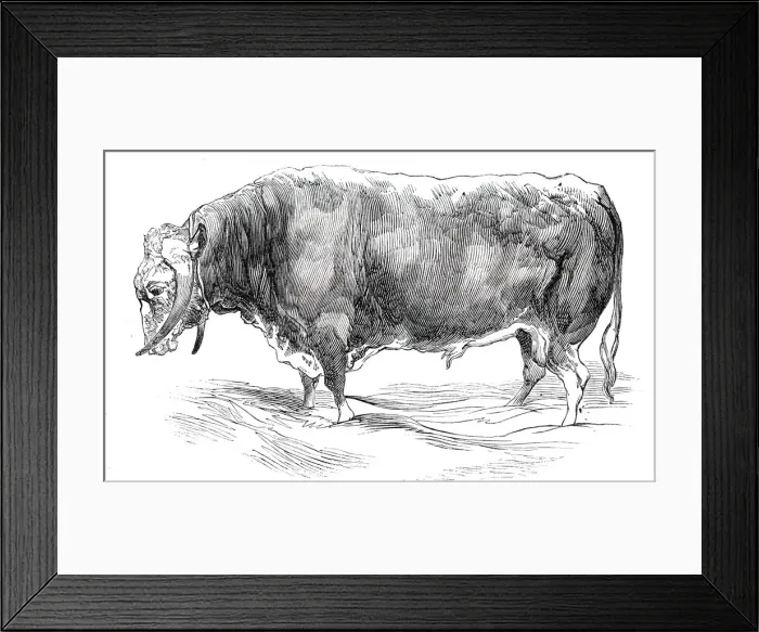 Framed Print : Mr. W. Brines long-horned bull, 1844. Creator: Unknown Framed Print : Mr. W. Brines long-horned bull, 1844. Creator: Unknown