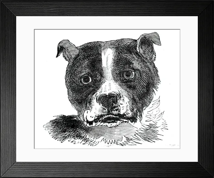 Framed Print : Head of the Bull Dog, 1844. Creator: Unknown Framed Print : Head of the Bull Dog, 1844. Creator: Unknown